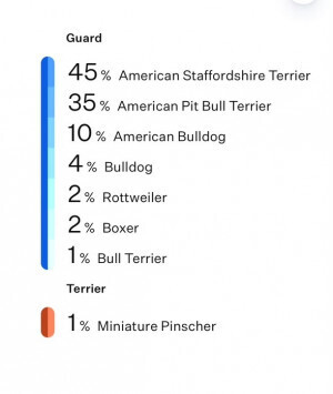 DNA results. Under the heading guard are listed: 45% American Staffordshire Terrier, 35% American Pit Bull Terrier, 10% American Bulldog, 4% Bulldog, 2% Rottweiler, 2% Boxer, 1% Bull Terrier. Under the heading Terrier is 1% Miniature Pinscher