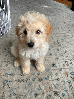 Sunny, a light brown cavapoo puppy, sitting on a carpet