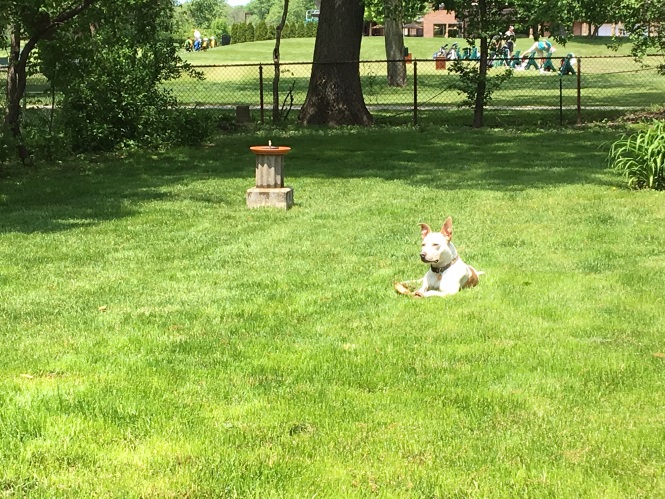 Boogie laying in our yard with a water feature in the background