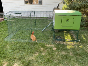 Chicken run with new extension added