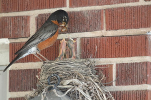 Robin getting ready to feed babies in the nest