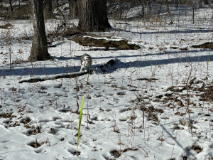 Boogie chewing on a log in the snow