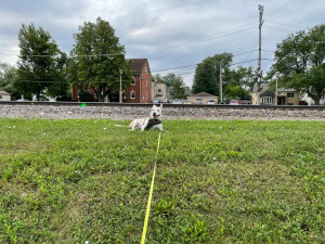 Boogie lounging in the grass in front of some train tracks