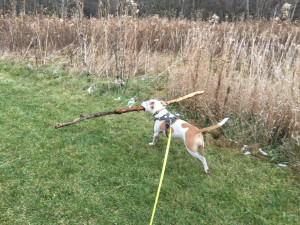 Boogie carrying a large stick