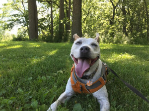 Boogie looking happy in the woods