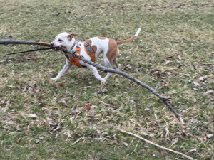 Boogie carrying a large stick