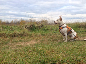 Boogie looking dramatic at a forest preserve