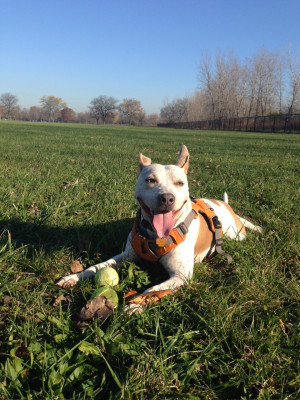 Boogie looking happy with two tennis balls