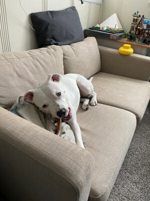 Bubbles laying on the couch in the basement, chewing on a chew toy