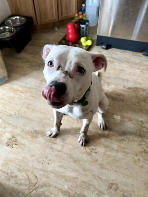 Bubbles sitting in the kitchen, covered in mud