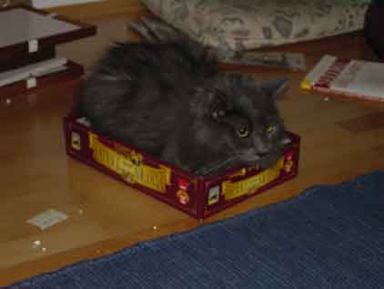 A picture of Gandhi, a long-haired grey cat, sitting in the lid of a board game