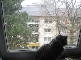 My cat Gandhi sitting by the window