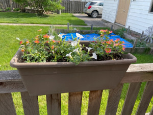 Flowers in a planter atop a fence 