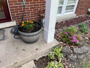 Marigolds in a pot and blooming azaleas 