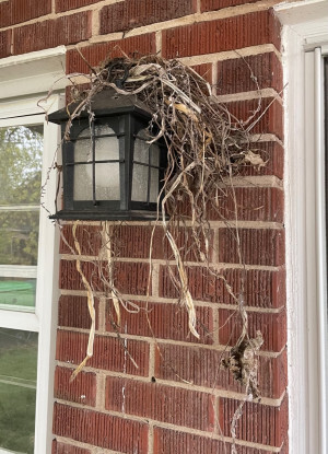 A half-constructed robin nest on the light outside our back door