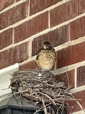 Adolescent Robin standing on nest 