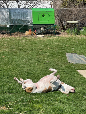 Boogie laying upside down in the grass. In the background the chickens are hanging out in their run