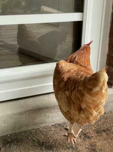 Anna the Chicken looking at her reflection
