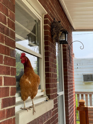 Anna standing on our window sill with the robin on the light fixture in the background