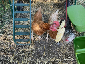 Chickens eating corn