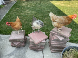 Chickens on pavers