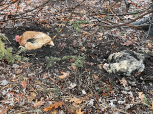 Elsa and Olaf taking a dust bath under the pine tree