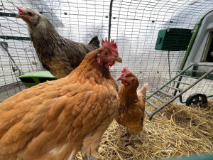 Olaf and Anna hanging out on the perch while Elsa looks on from the ground which is covered in fresh straw