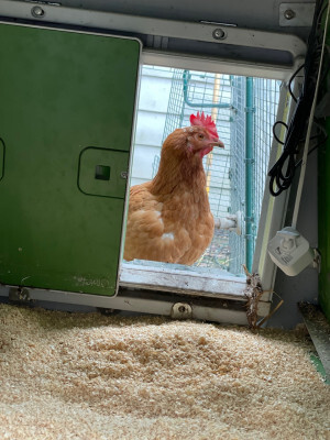 A chicken looks through the coop door as I clean and freshen up their coop