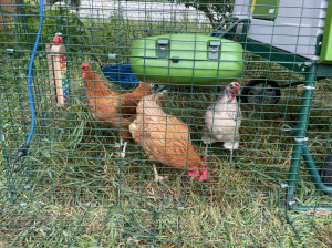 Our new chickens