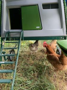 Our new chickens in their coop