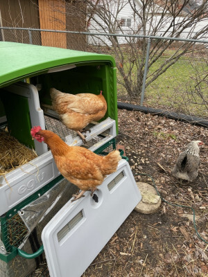 Anna and Elsa checking out my coop cleaning progress