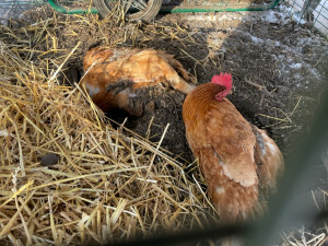 Anna and Elsa taking a dust bath