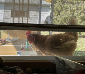 Anna on the kitchen window sill