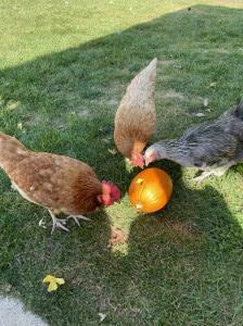 Chickens enjoying a pumpkin