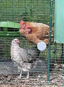 Anna and Elsa on their perch