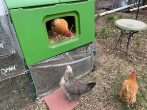 The chickens checking out the opening to their nestbox from outside