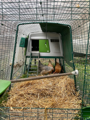 Chickens exploring their run at its new location