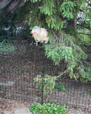 Olaf perched atop the fence separating the chicken area from the rest of the yard