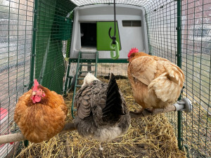 Anna, Olaf, and Elsa on the perch in their run