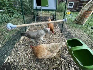 Chickens enjoying new wood chip run