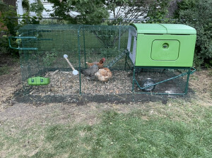 Chickens enjoying new wood chip run