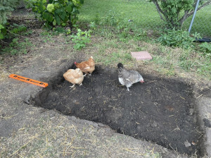 Chickens helping dig