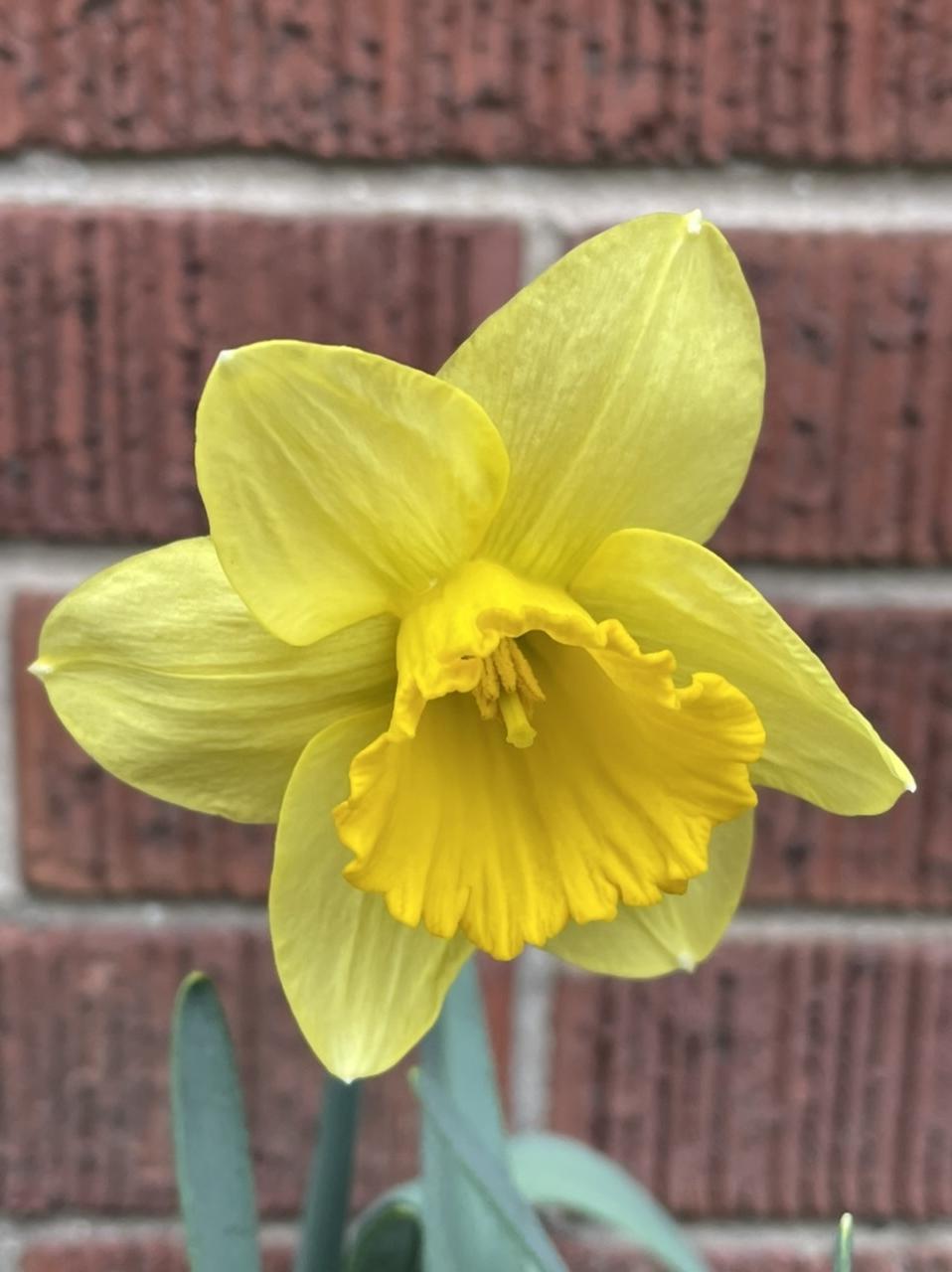 Daffodil in front of red bricks