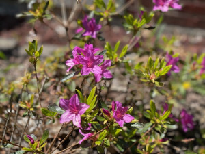 Azalea in bloom