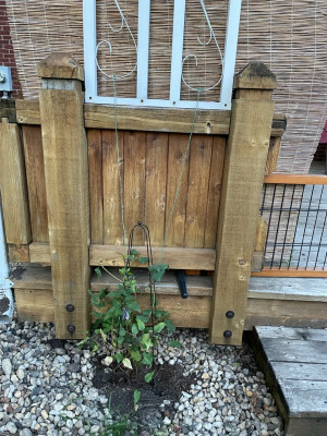 Clematis planted in front of deck