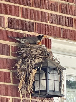 Robin and a baby in their nest