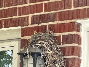 Two robin babies peaking out of the nest