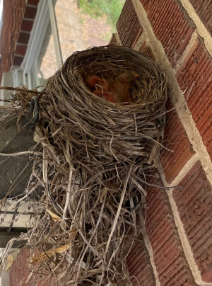 Robin hatchlings in a nest