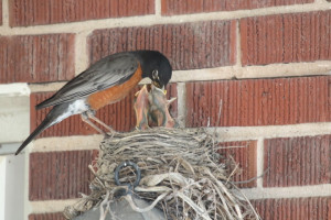Robin feeding three babies in the nest