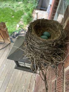 Robin Nest on our deck light
